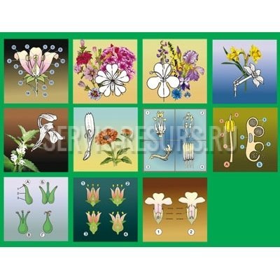 Модель-аппликация Строение цветка Модель-аппликация Строение цветка