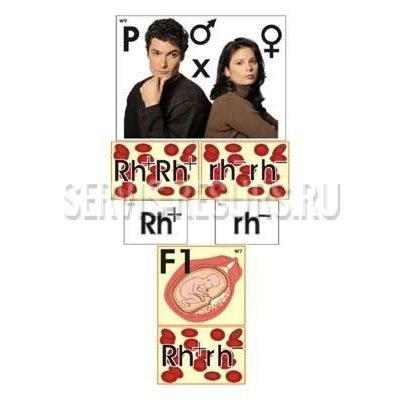 Модель-аппликация Наследование резус-фактора Модель-аппликация Наследование резус-фактора