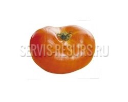 Дидактический материал с раздаточными карточками / Овощи Дидактический материал с раздаточными карточками / Овощи