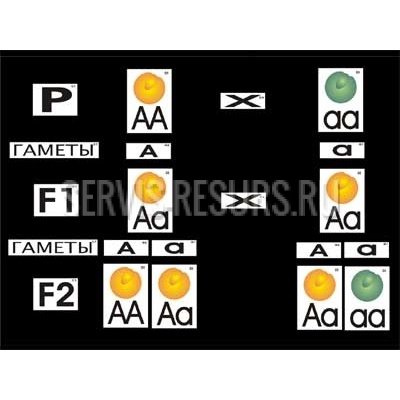 Модель-аппликация Дигибридное скрещивание и его цитологические основы Модель-аппликация Дигибридное скрещивание и его цитологические основы