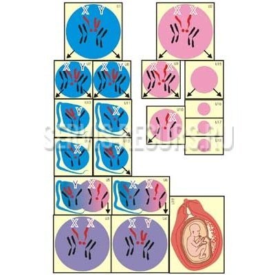 Модель-аппликация Гаметогенез у человека и млекопитающих Модель-аппликация Гаметогенез у человека и млекопитающих