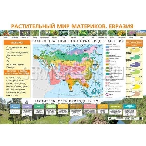Какие растения есть в евразии. Растительный мир Евразии на карте. Растения на материке Евразия. Природные зоны материка Евразия 7 класс. Растительный мир Евразии 4 класс.