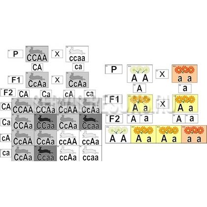 Модель-аппликация Неполное доминирование и взаимодействие генов Модель-аппликация Неполное доминирование и взаимодействие генов