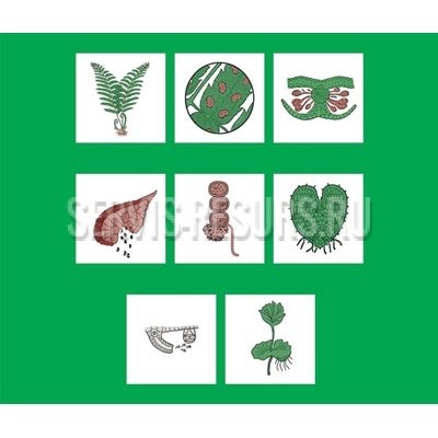 Модель-аппликация Размножение папоротника Модель-аппликация Размножение папоротника