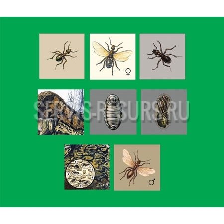 Модель-аппликация Муравьи. Устройство муравейника Модель-аппликация Муравьи. Устройство муравейника