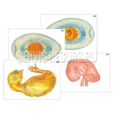 Модель-аппликация Цикл развития птицы Модель-аппликация Цикл развития птицы