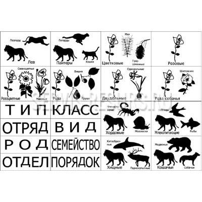 Модель-аппликация Классификация растений и животных Модель-аппликация Классификация растений и животных