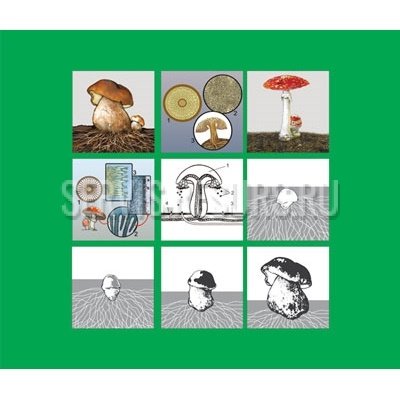 Модель-аппликация Размножение шляпочного гриба Модель-аппликация Размножение шляпочного гриба