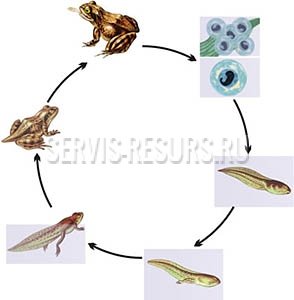 Модель-аппликация Цикл развития лягушки Модель-аппликация Цикл развития лягушки