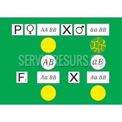 Модель-аппликация Моногибридное скрещивание и его цитологические основы Модель-аппликация Моногибридное скрещивание и его цитологические основы