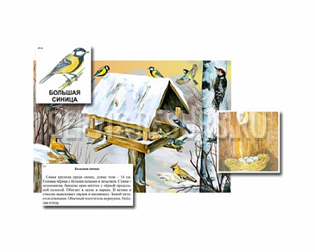 Магнитный плакат-аппликация / Биоразнообразие и экологические группы. Птицы зимой