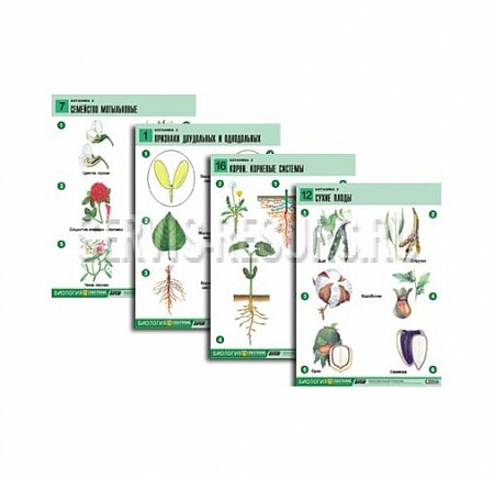Ботаника 2 (18 табл., формат А1, лам.)