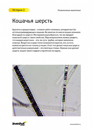 Набор микропрепаратов Levenhuk N80 NG «Увидеть все!» Набор микропрепаратов Levenhuk N80 NG «Увидеть все!»