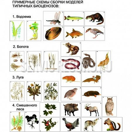 Модель-аппликация Типичные биоценозы