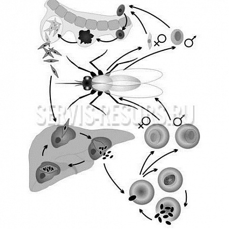 Модель-аппликация Цикл развития малярийного плазмодия Модель-аппликация Цикл развития малярийного плазмодия