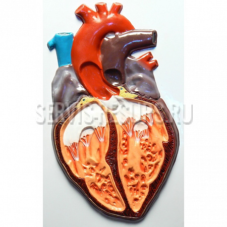 Барельефная модель «Строение сердца человека»