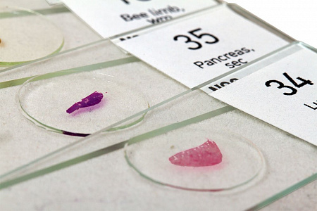 Набор микропрепаратов Levenhuk N80 NG «Увидеть все!» Набор микропрепаратов Levenhuk N80 NG «Увидеть все!»