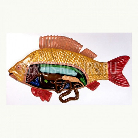 Барельефная модель «Внутреннее строение  рыбы»