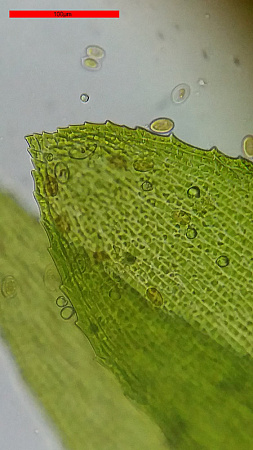 Микроскоп Bresser Erudit Basic 40–400x Микроскоп Bresser Erudit Basic 40–400x