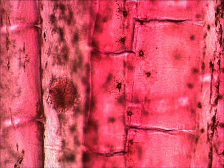 Набор микропрепаратов Levenhuk N80 NG «Увидеть все!» Набор микропрепаратов Levenhuk N80 NG «Увидеть все!»