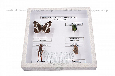 Коллекция энтомологическая "Представители отряда насекомых"