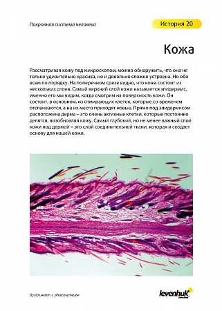 Набор микропрепаратов Levenhuk N80 NG «Увидеть все!» Набор микропрепаратов Levenhuk N80 NG «Увидеть все!»