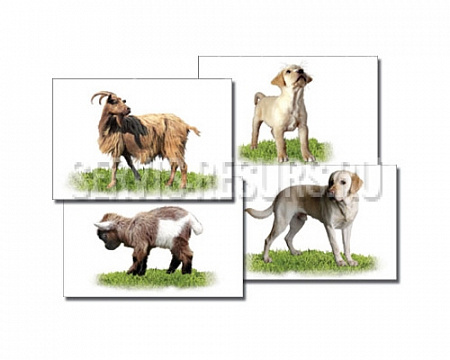 Дидактический материал с раздаточными карточками домашние / Животные Дидактический материал с раздаточными карточками домашние / Животные