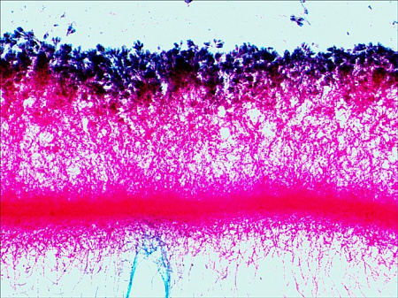 Набор микропрепаратов Levenhuk N80 NG «Увидеть все!» Набор микропрепаратов Levenhuk N80 NG «Увидеть все!»