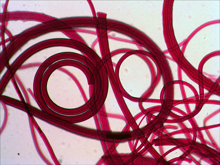 Набор микропрепаратов Levenhuk N80 NG «Увидеть все!» Набор микропрепаратов Levenhuk N80 NG «Увидеть все!»