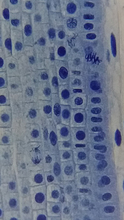 Микроскоп Bresser Erudit Basic 40–400x Микроскоп Bresser Erudit Basic 40–400x