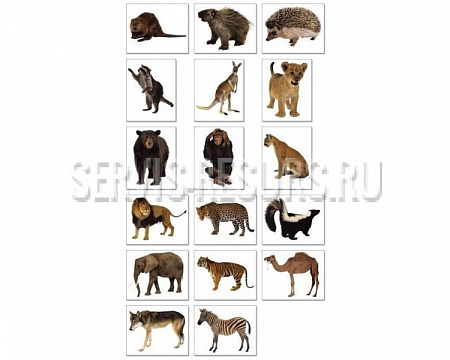 Дидактический материал с раздаточными карточками / Дикие животные Дидактический материал с раздаточными карточками / Дикие животные